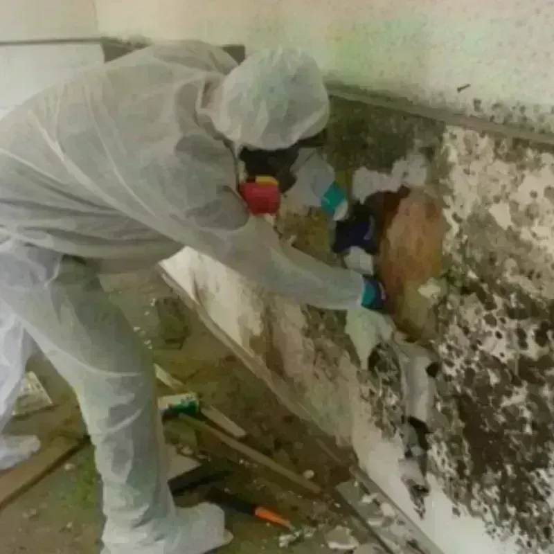 Mold Remediation and Removal in Queen City, TX